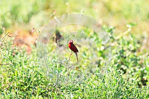 Crimson Finch