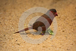 The crimson finch Neochmia phaeton.