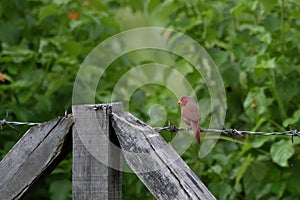 Crimson finch or Neochmia phaeton seen in Nimbokrang in West Papua, Indonesia