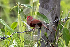 Crimson finch or Neochmia phaeton seen in Nimbokrang in West Papua, Indonesia