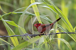 Crimson finch or Neochmia phaeton seen in Nimbokrang in West Papua, Indonesia