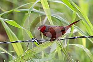 Crimson finch or Neochmia phaeton seen in Nimbokrang in West Papua, Indonesia