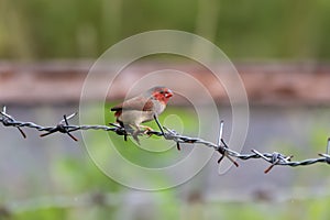 Crimson finch or Neochmia phaeton seen in Nimbokrang in West Papua, Indonesia