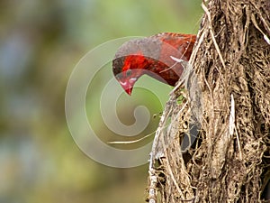 Crimson Finch in Queensland Australia