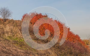 Crimson foliage. Autumn landscape. photo