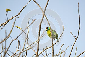 Crimson fronted barbet