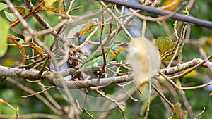 Crimson-fronted barbet also known as Sri Lankan barbet