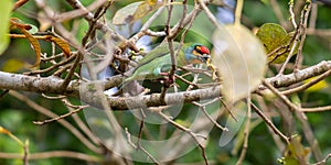 Crimson-fronted barbet also known as Sri Lankan barbet, eating fruits