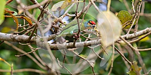 Crimson-fronted barbet also known as Sri Lankan barbet, eating fruits photo