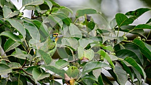 Crimson-fronted barbet (Psilopogon rubricapillus) bird, perfect camouflage with the banyan tree leaves photo