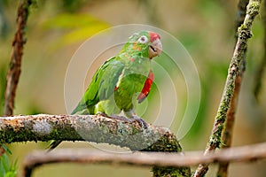 Crimson-fronted Parakeet Aratinga finschi portrait of light green parrot with red head, Costa Rica. Wildlife scene from tropical