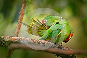 Crimson-fronted Parakeet Aratinga finschi portrait of light green parrot with red head, Costa Rica. Wildlife scene from tropical photo