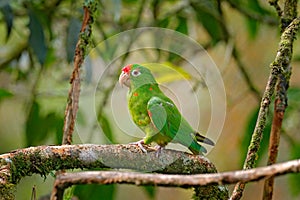 Crimson-fronted Parakeet (Aratinga finschi) portrait of light green parrot with red head, Costa Rica. Wildlife scene from tropical