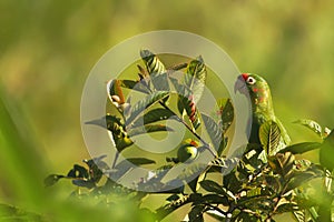 Crimson-fronted Parakeet - Aratinga finschi sitting on tree in tropical mountain rain forest in Costa Rica, big green parrot with