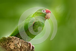 Crimson-fronted Parakeet, Aratinga funschi, portrait of light green parrot with red head, Costa Rica. Portrait of bird. Wildlife s photo