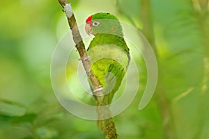 Crimson-fronted Parakeet, Aratinga funschi, portrait of light green parrot with red head, Costa Rica. Portrait of bird. Wildlife s