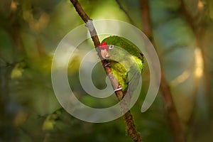 Crimson-fronted Parakeet, Aratinga funschi, portrait of light green parrot with red head, Costa Rica. Wildlife scene from tropical photo