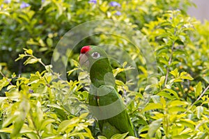 Crimson-fronted Parakeet in Costa Rica