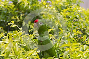 Crimson-fronted Parakeet in Costa Rica photo