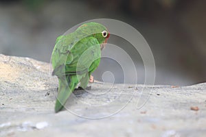Crimson-fronted parakeet photo