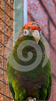 Crimson fronted parakeet, a green tropical parrot with red head, from the forests of america photo