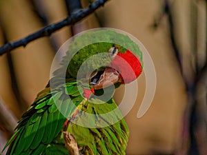 The crimson-fronted parakeet, Psittacara finschi