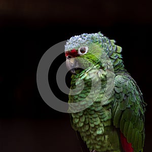 Crimson fronted Parakeet - Psittacara finschi