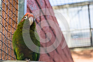 Crimson fronted parakeet, a tropical green parrot from America