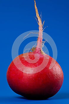 Crimson Giant Radish