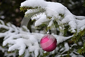 Crimson glass ball on snow-covered branch of christmas tree