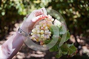 Crimson Grapes picking at Moshav Lachish