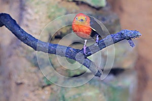 Crimson-hooded manakin