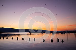 Crimson Horizon: Tranquil Morning at Krk Marina