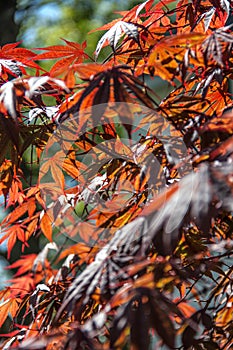 Crimson Japanese Maple Tree