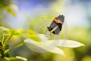 Crimson Longwing Butterfly