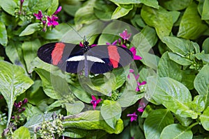 Crimson Longwing Butterfly with Wings Spread