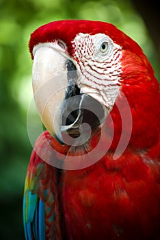 Crimson Macaw