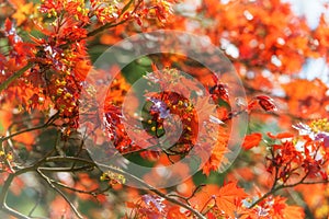 Crimson Maple Leaves in Spring