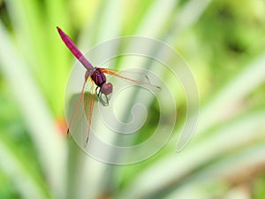 Crimson Marsh Glider dragonfly or Trithemis aurora on pineapple leaf, Beautiful pink dragonfly with red eye