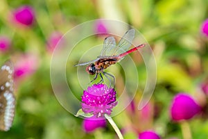 Crimson Marsh Glider Trithemis aurora dragonfly Libellulidae, photo