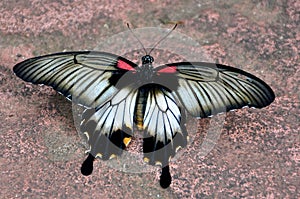 Crimson Mormon Butterfly,Papillio rumanzoria