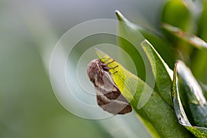 Crimson moth butterfly (Macrothylacia rubi) male. Insect in the family Lasiocampidae