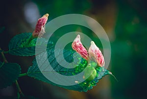 Crimson mushroom growths