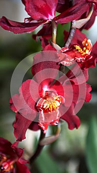 Crimson orchid