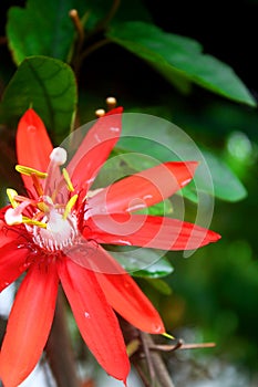 Crimson Passiflora Vitifolia Passion Flower