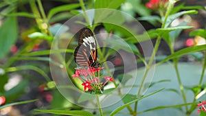 Crimson patched butterfly on top of red flower, white, red and black wings