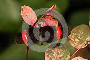 Crimson-Patched Longwing