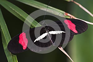 Crimson-patched Longwing Butterfly