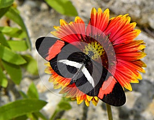 Crimson-patched Longwing Butterfly on a Blanket flower