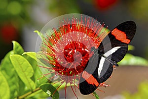 Crimson-patched Longwing Butterfly on a Combretum constrictum flower